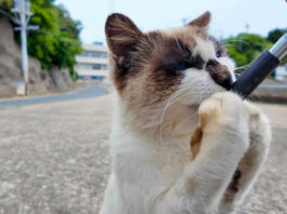 ちゅ〜るが止まらなくなったタヌキ猫