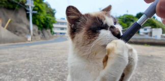 ちゅ〜るが止まらなくなったタヌキ猫