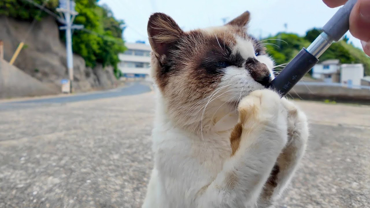 ちゅ〜るをあげたら… 三毛猫の前に現れた『タヌキ猫』が衝撃的すぎた
