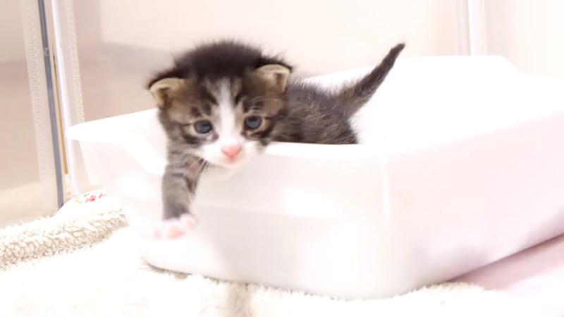 トイレから出られない子猫