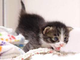 トイレから出られた子猫