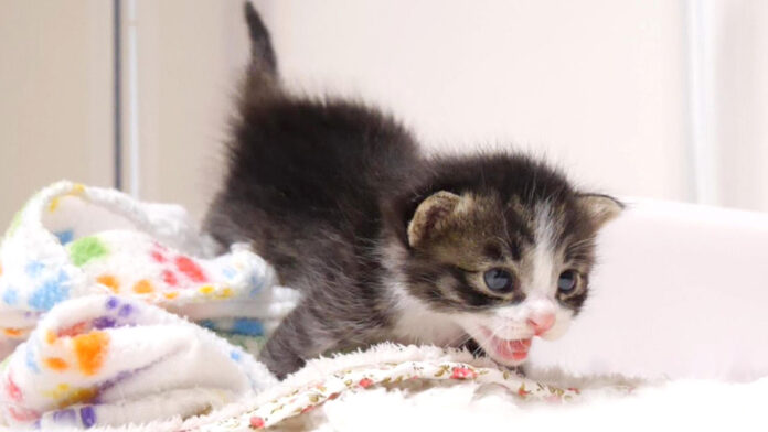 トイレから出られた子猫