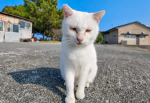 人を見るととりあえず甘えてくる猫