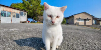 人を見るととりあえず甘えてくる猫