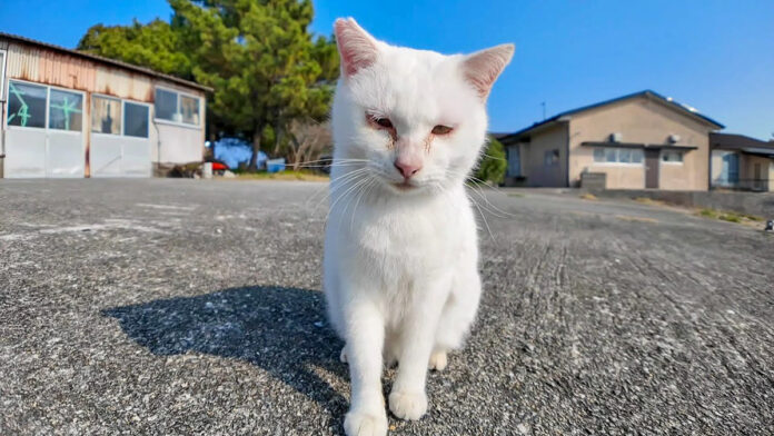 人を見るととりあえず甘えてくる猫