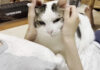 撫でられる猫