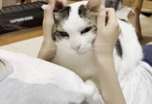 撫でられる猫