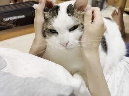 撫でられる猫
