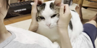 撫でられる猫