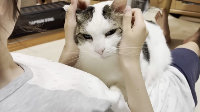 撫でられる猫