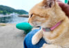 膝の上でナデナデされる猫
