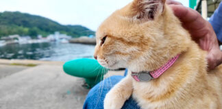 膝の上でナデナデされる猫