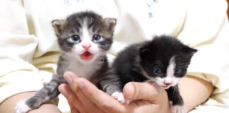 捕まっちゃった子猫達