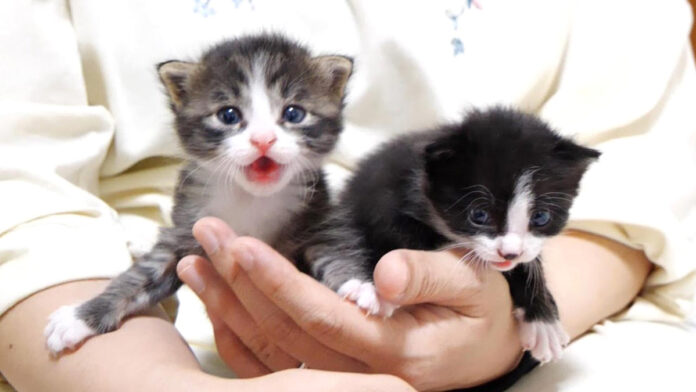 捕まっちゃった子猫達