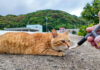 ちゅーるを食べない猫