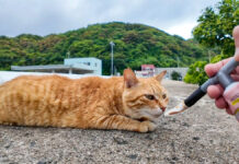 ちゅーるを食べない猫