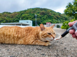 ちゅーるを食べない猫