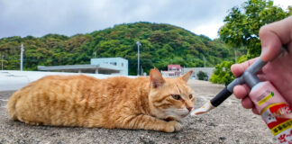 ちゅーるを食べない猫