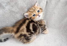 上目遣いの子猫