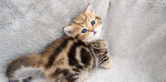 上目遣いの子猫