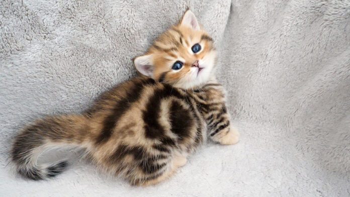 上目遣いの子猫