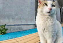 フェリー乗り場の猫