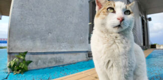 フェリー乗り場の猫