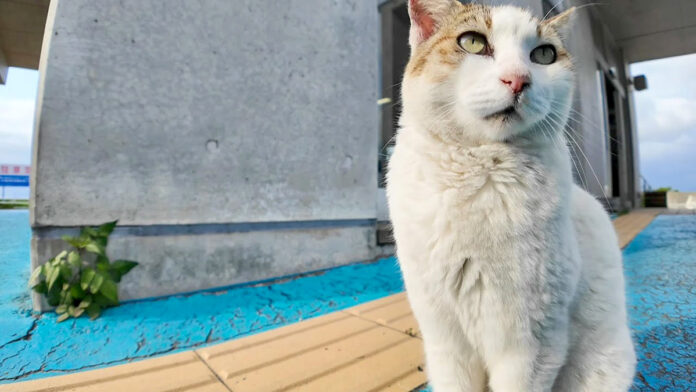 フェリー乗り場の猫