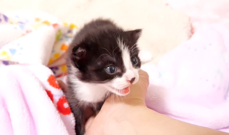 鳴く子猫