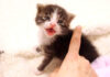 全力でピンチを伝える子猫