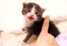 全力でピンチを伝える子猫