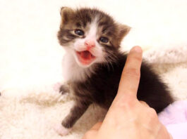 全力でピンチを伝える子猫