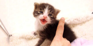 全力でピンチを伝える子猫