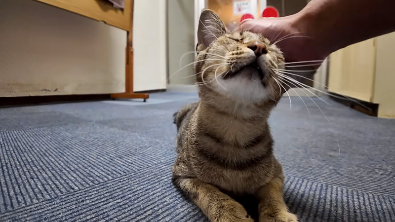 ナデナデされる猫
