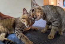 ナデナデされる猫達