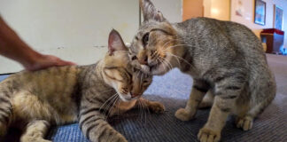 ナデナデされる猫達