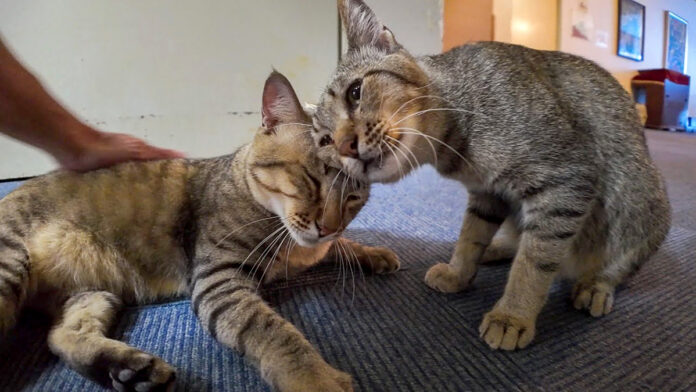 ナデナデされる猫達