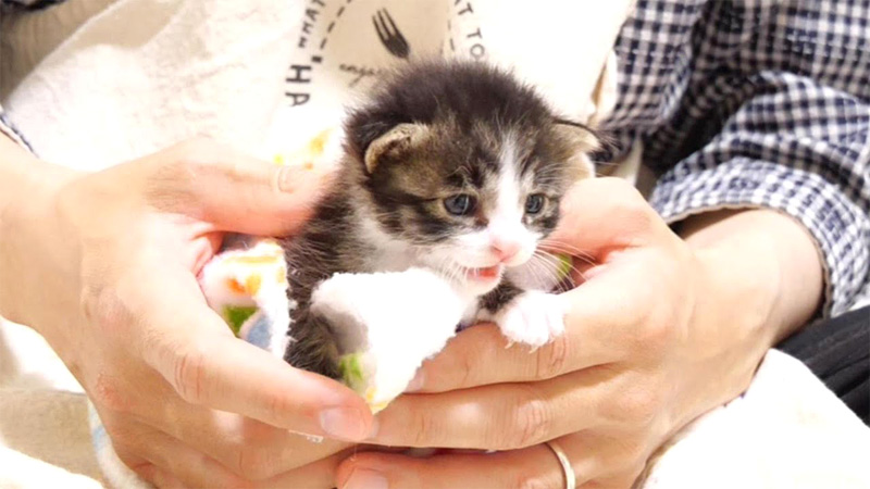 暴れる子猫