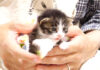 暴れる子猫