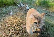 アヒルと冒険に出かけた子猫