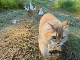 アヒルと冒険に出かけた子猫