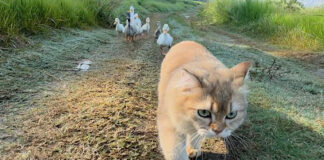アヒルと冒険に出かけた子猫