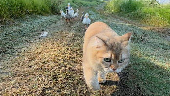 アヒルと冒険に出かけた子猫