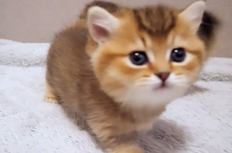 向かってくる子猫