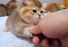 握手をする子猫