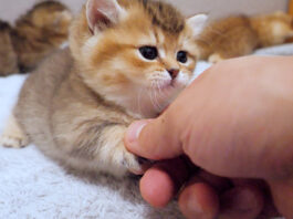 握手をする子猫