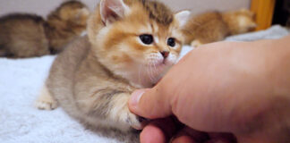 握手をする子猫