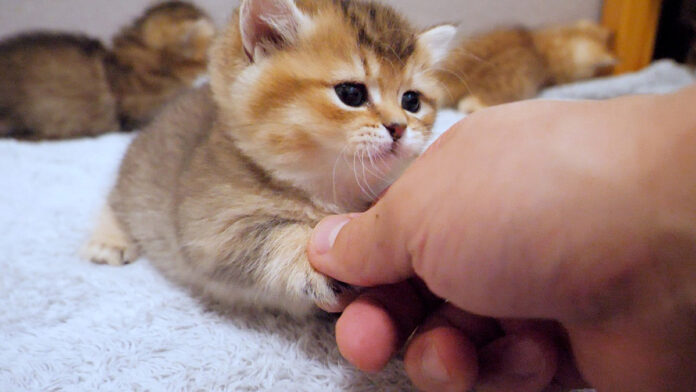 握手をする子猫