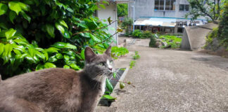 道案内する猫