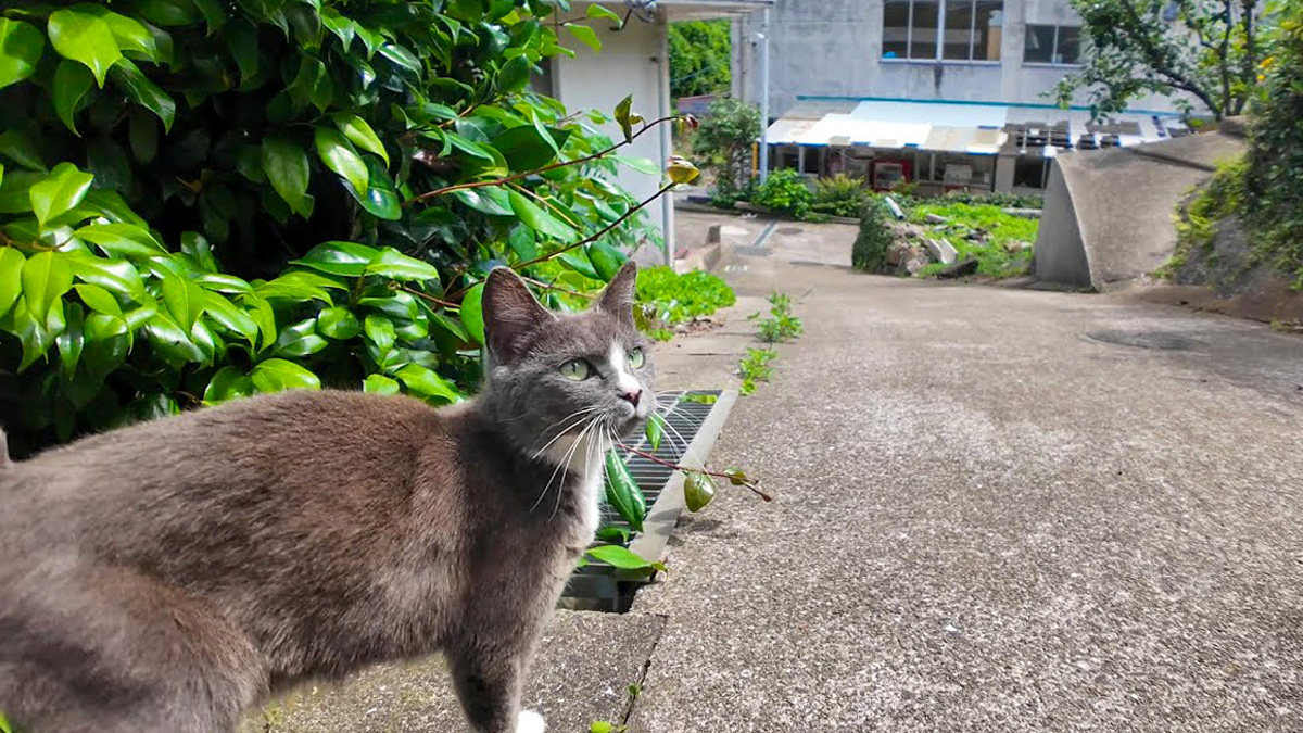 猫島で野良猫に案内されて『猫の集会』に参加してみたら… 猫達が次々と